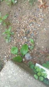 me coughing and vomit 5 time's