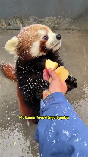 Tahukah Kamu? Ini Bukan Panda, Ini Red Panda! 😲