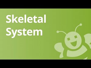 The Skeletal System simply explained for Kids