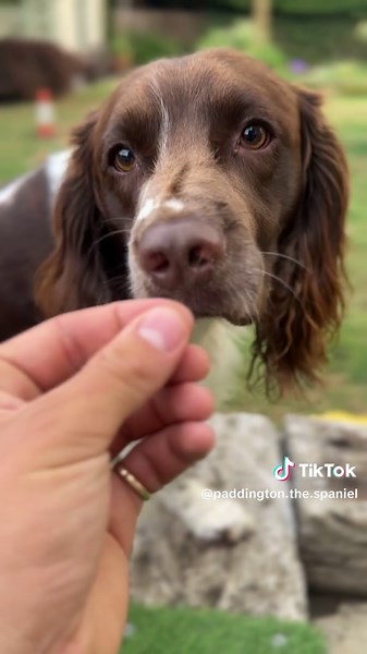 Dad Took My Dog's Toy: A Hilarious Dog Moment