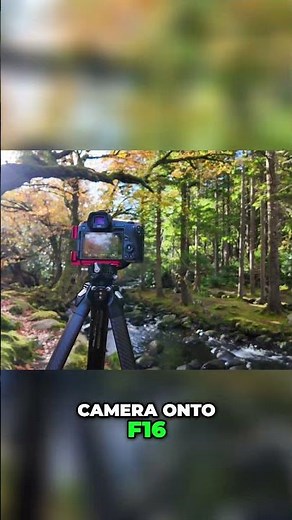 Capturing Sunbursts with Scots Pines Photography Tips