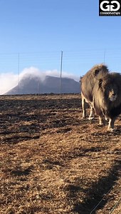 The beautiful duo King Dan & King Smokey. They don’t walk, they prance & swagger and rightly so! | GG Conservation Glen Garriff