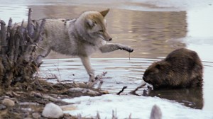 259K views · 749 reactions | At least the busy beaver seems to be just annoyed and not lunch for this playful coyote at Prince's Island Park last week. Find out what happened from the photographer who stumbled upon the wild scene here: www.cbc.ca/1.5950207 | CBC Calgary | Facebook