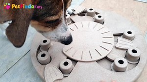 Watch this smart Malaysian rescued stray solve an interactive 3-step IQ puzzle: find treat, unlock wheel, then spin hole to destination! This is the 127th trick she learnt since being adopted from PetFinder.my few years ago. Here are some of her earlier tricks! https://facebook.com/PetFinder.my/videos/1802085886503693/ https://facebook.com/PetFinder.my/videos/1402572199788399/ | PetFinder.my