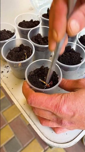 Smart Hydroponic Hack: DIY Self-Watering Planters from Plastic Bottles