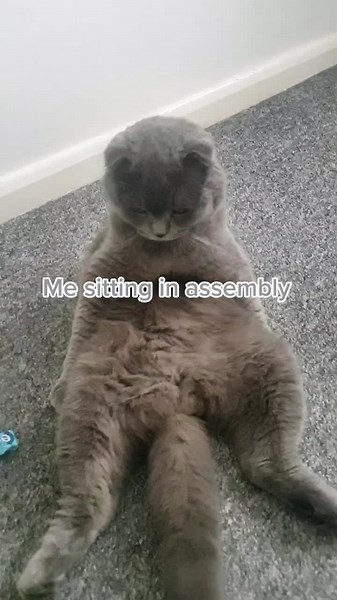 Funny Cat Tail Meme Compilation