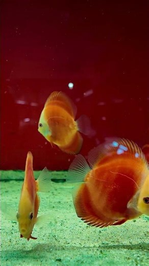 Hypnotic Red Discus Fish 🐠 | Aquarium ASMR