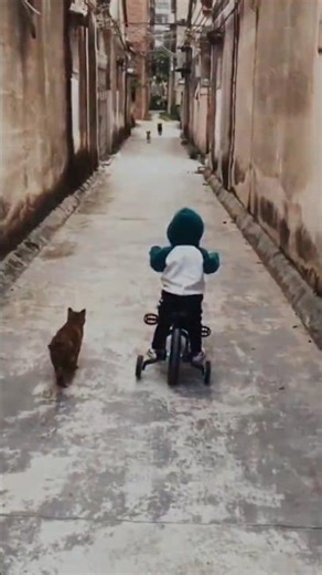 Brave Cat Protects the Little Human Baby"#defence#cat#