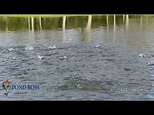 Feed the Bluegills Right! - Pond Boss Vignette
