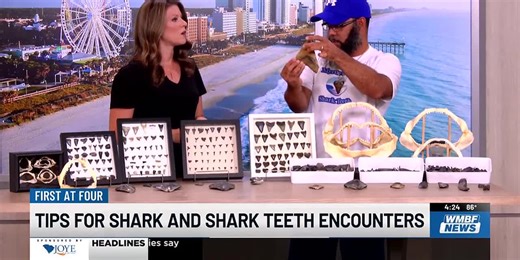 Local Shark Tooth Hunter Reveals Tips for Finding Teeth and Encountering Sharks