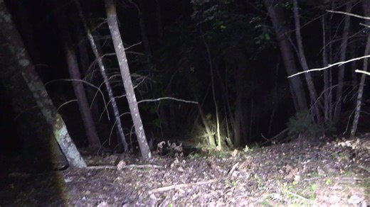 Dogman teaser trailer | Searching for Sasquatch