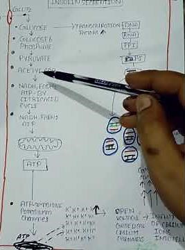 INSULIN SECRETION #mamc #aiims