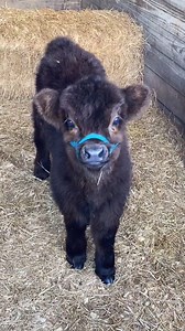 Good morning Homer🤗 #babycow #cutecows #GameTok #fyp #fluffycow #highlandcow #highland #cowsoftiktok #cowtok #cow #SmellLikeIrishSpring | Knuckle Bump Farms