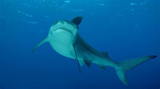 ‘Stay out of the water’: Northern Beaches closed after three shark attacks