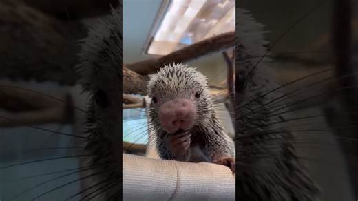 Porcupine enjoys a crunchy popcorn snack
