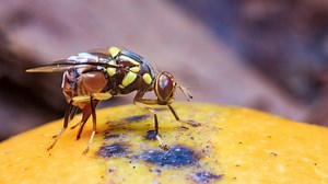 Do Flies Bite? Discover the Types That Do and Don't