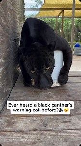 1.8M views · 19K reactions | A black jaguar or black panther (which...