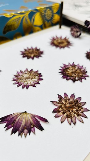 1K reactions · 19 comments | It’s time to get pressing  If you’d like more guidance to get gorgeous results, you’ll find a helpful blog, useful guidebooks and detailed online courses on the website littlepressedflower.co.uk (or use the link in my bio). Find joy in the art of flower pressing  | Little Pressed Flower | Facebook