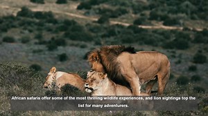 Top 10 Lion Encounters on African Safaris
