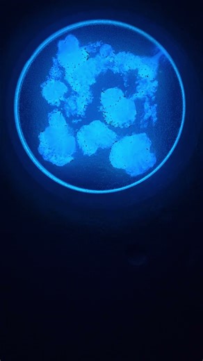 Chemiluminescence! #science #physics #chemistry #optics