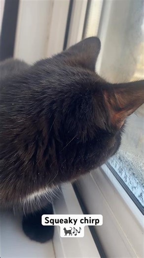 Squeaky chirp 🐈‍⬛🎶 #cat #blackcat #shorts #video #chirp #asmr #pets #animals #meow #furry #cute