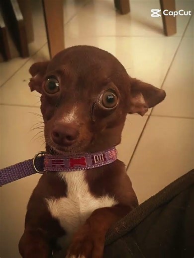 comemoração entrei no grupos dos dogs