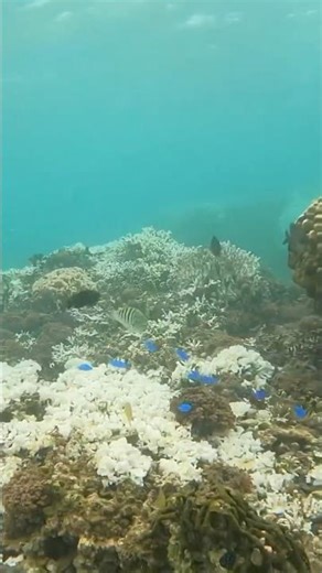 海 #海 #シュノーケリング