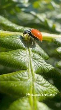 Lady Bug in Beautiful Garden in Wild Forest #thepeacefulworldearth #thepeacefulearthshorts #shorts