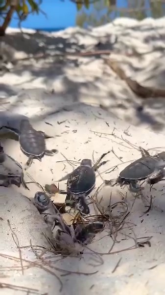 21K views · 595 reactions | They're here!!!!! 凉﫶 The first turtle hatchlings of 2024. Welcome to the world and the Great Barrier Reef little ones. Hopefully, lots more left to come..... If you are fortunate enough to see turtles hatching this season, remember to give them plenty of space, don't confuse them with bright lights, and never touch or handle them.  Mark Fitz Photography  Wilson Island | Master Reef Guides | Facebook