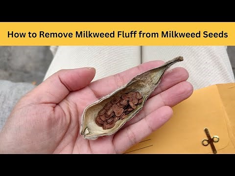 How to Remove Milkweed Fluff from Milkweed Seeds