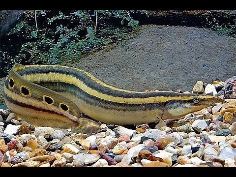 How to Take Care of a Peacock/Fire Eel