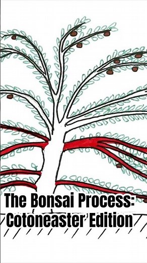 The Bonsai Process: Cotoneaster Edition