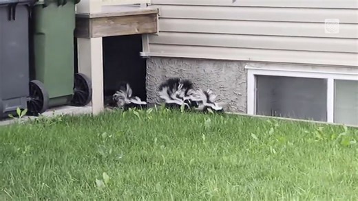 Six skunk kits emerge from under deck to race across property into nearby bushes