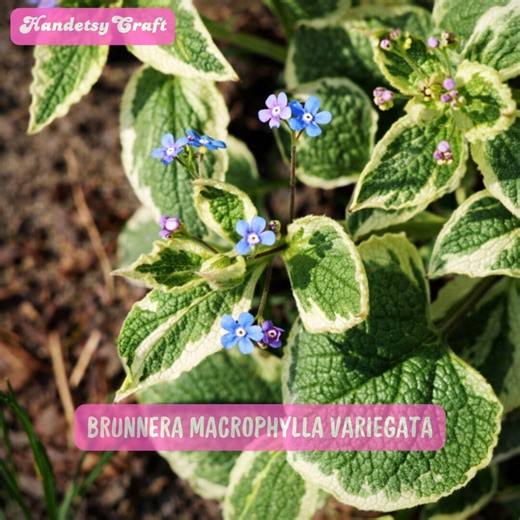 Brunnera Macrophylla Variegata Live Plant, Blue Flowers, Variegated Heart Leaves, in 3 Inch Pot - Etsy