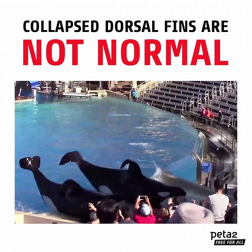 63K views · 1.6K reactions | ALL captive male orcas at #SeaWorld have collapsed dorsal fins. This RARELY happens in nature. | peta2 | Facebook