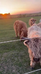 Sweet treats for the cows | Grae Farms LLC