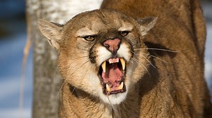 Horror mountain lion attack leaves man dead as teen brother rushed to hospital