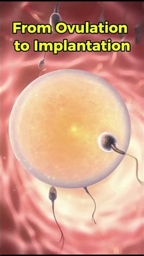From Ovulation to Implantation👶The Beginning of Life #shorts #miracleinmotion #ovulation process