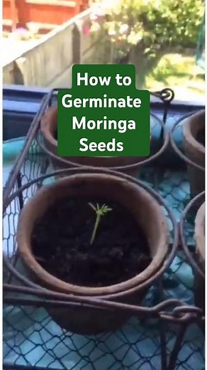 How to Germinate Moringa Seeds