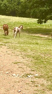 Love watching these two boys play! Is this tag you’re it? | Running Springs QH & Cattle Co