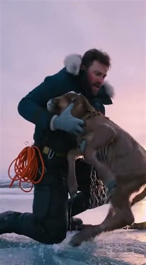 Hero Saves Baby Musk Ox Trapped Under Ice — Emotional Arctic Rescue!