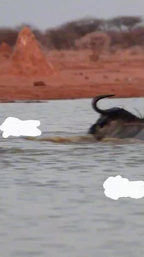 Fighting to escape | Eli Ogie