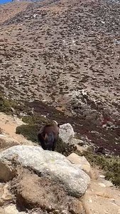 167K views · 5K reactions | Himalayan Thar ❤ | Pristine Nepal - Treks & Expeditions | Facebook