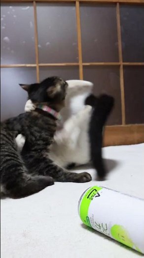 つぶらなカボス 251202 #のせ猫 #cat #cute #猫のいる暮らし #ネコ #ねこ #kitten #cutecat #猫 #猫のいる生活