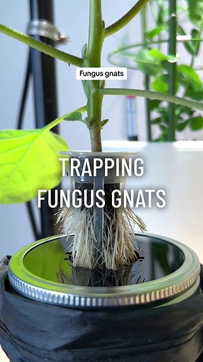 A plant owner’s best friend! @Zevo has me covered for trapping fungus gnats 🦟 Zevo Flying Insect Trap uses a specially designed UV blue light system to effectively attract & trap flying insects, big and small. These trap bugs the worry-free way with no odors, messes or noise, making them perfect for any indoor space. Order yours today through the link in my bio! #ad #ZEVOit #fungusgnats #indoorgardentok #planttok #pestcontrol #gardeningindoors