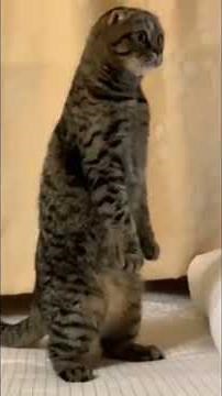 these animals are completely silly...😂 #funny #animals #viral
