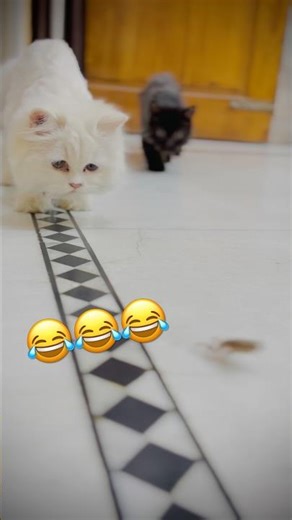Cat & kitten playing with frog 😂 #cat #cats #funny