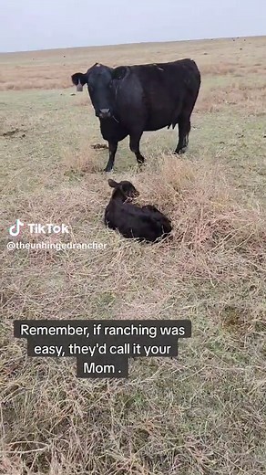 All in a day. I love my job. ❤️ #eatbeef #ranching #livestock #cattle #agriculture #calves #cowcalf #cows #beef #rancher #cowtok #agtok #fyp #foryou #foryoupage