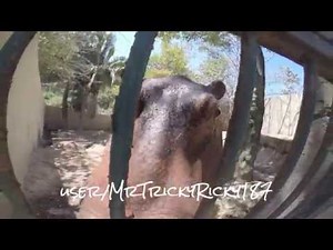 GoPro: Inside a Hippo's Mouth