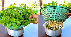 How to Grow Cilantro in Water, No Soil Required